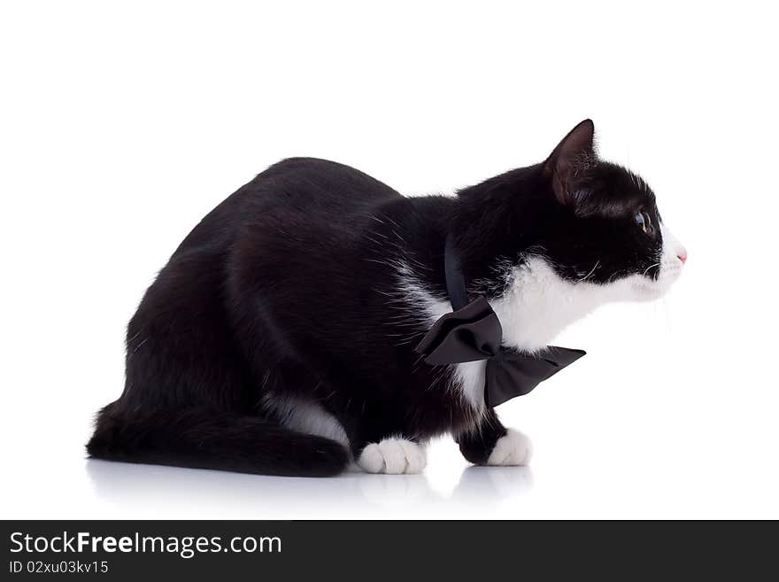 Cute black and white cat wearing a neck bow ready for attack