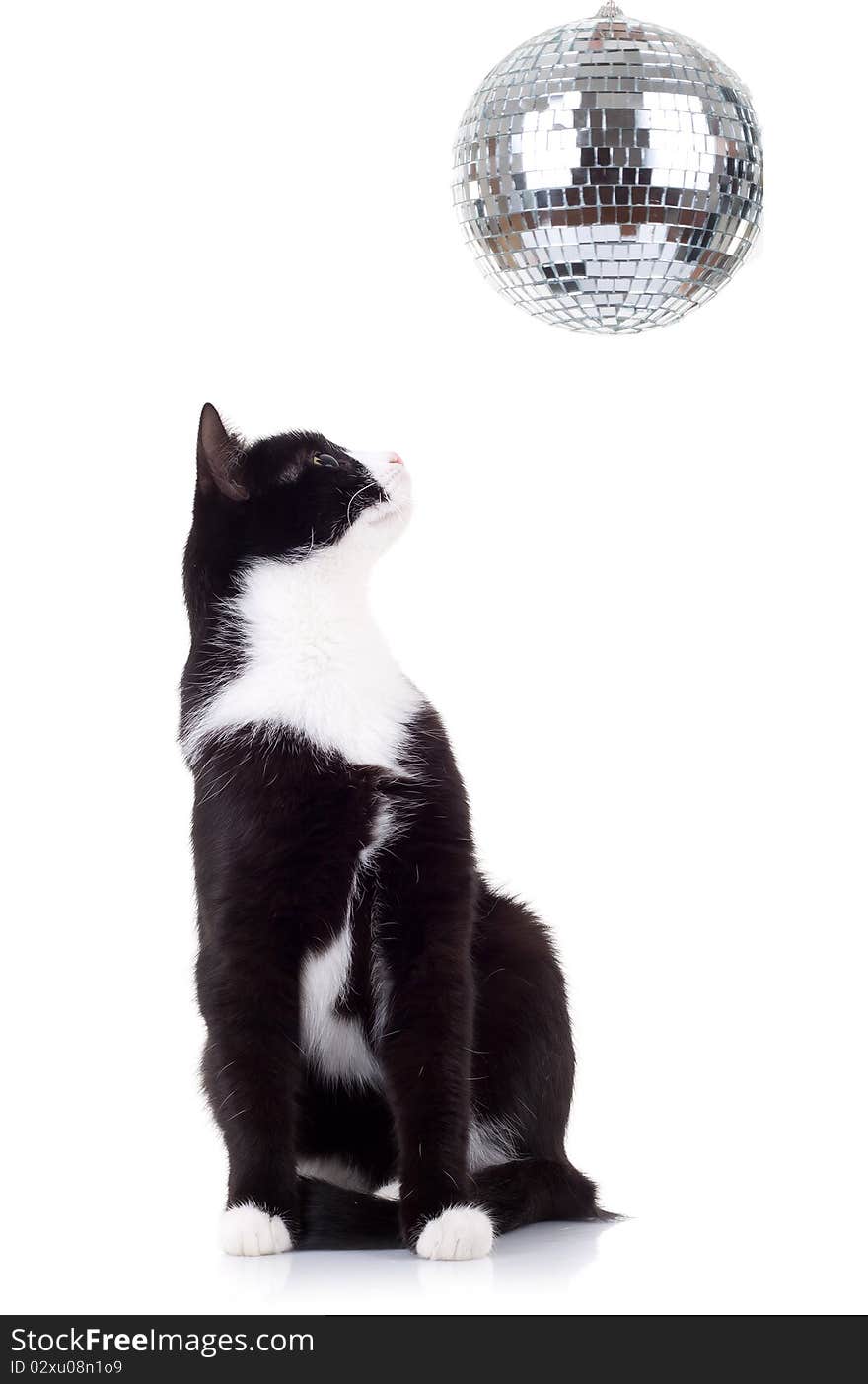 Cute black and white cat looking up for a disco ball