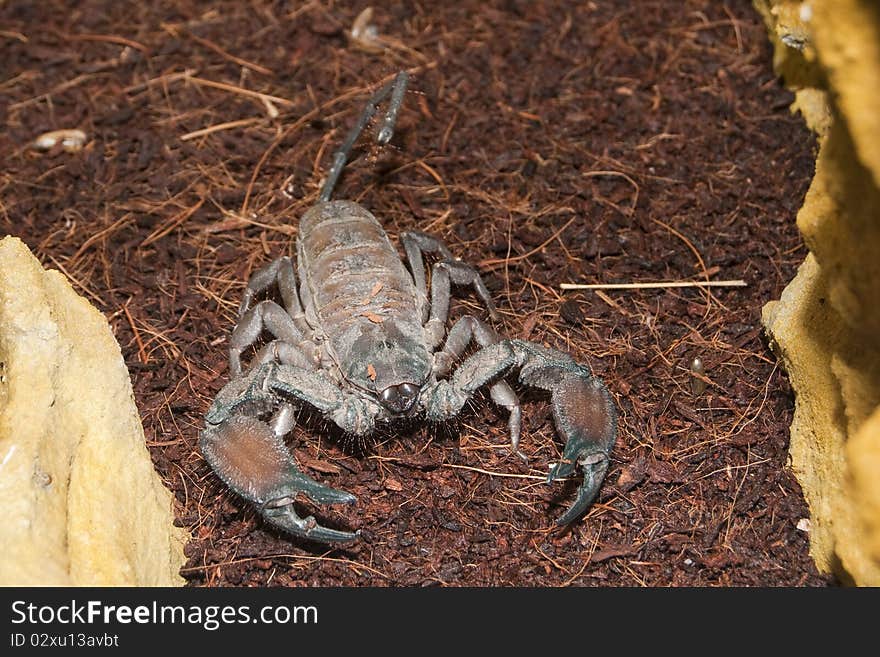 Thick Tailed Scorpion (Tityus sp.)