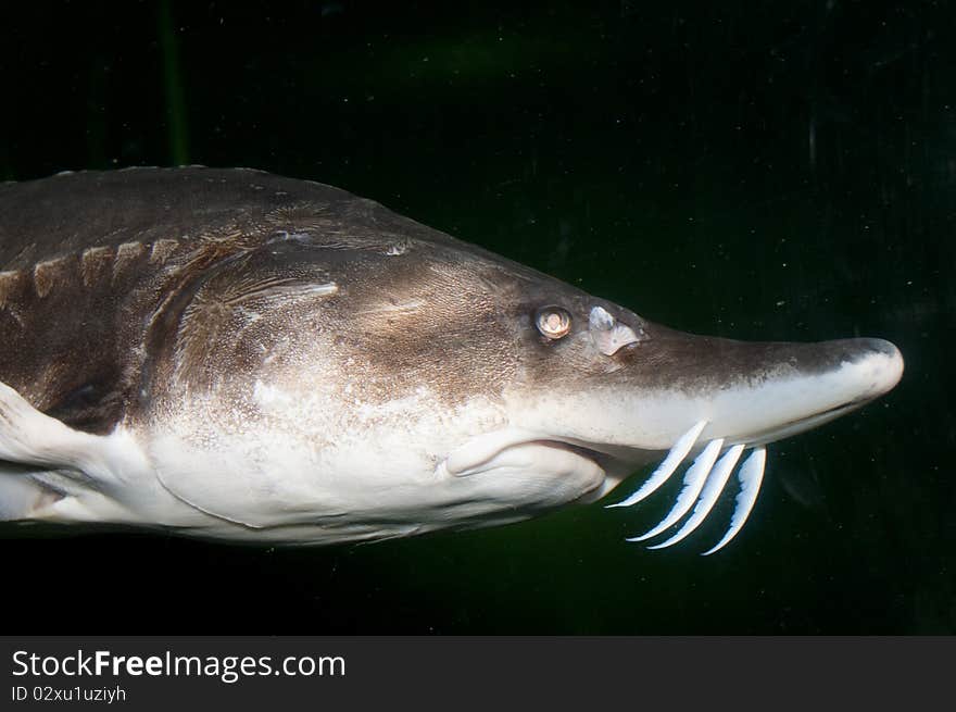 Beluga, European Sturgeon (Huso huso) in Aquarium