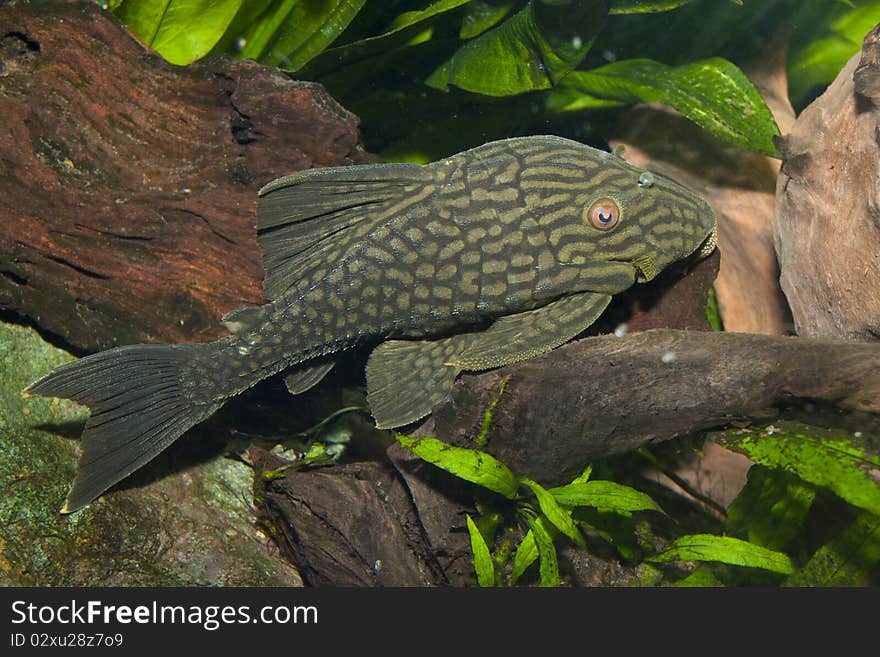 Royal Pelc in Amazonian Aquarium