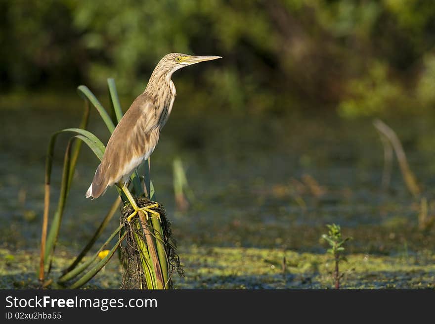 Squacco Heron