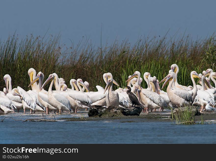 White Pelicans Colony