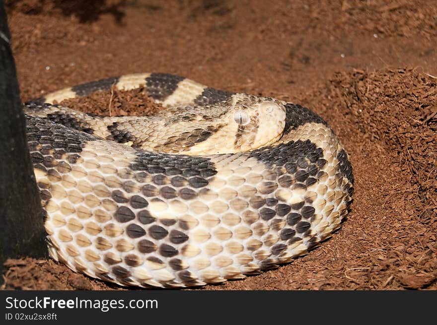 Puff Adder (bitis arietans) in Terrarium