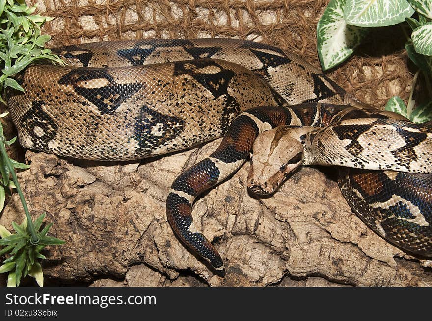 Boa Constrictor Snake