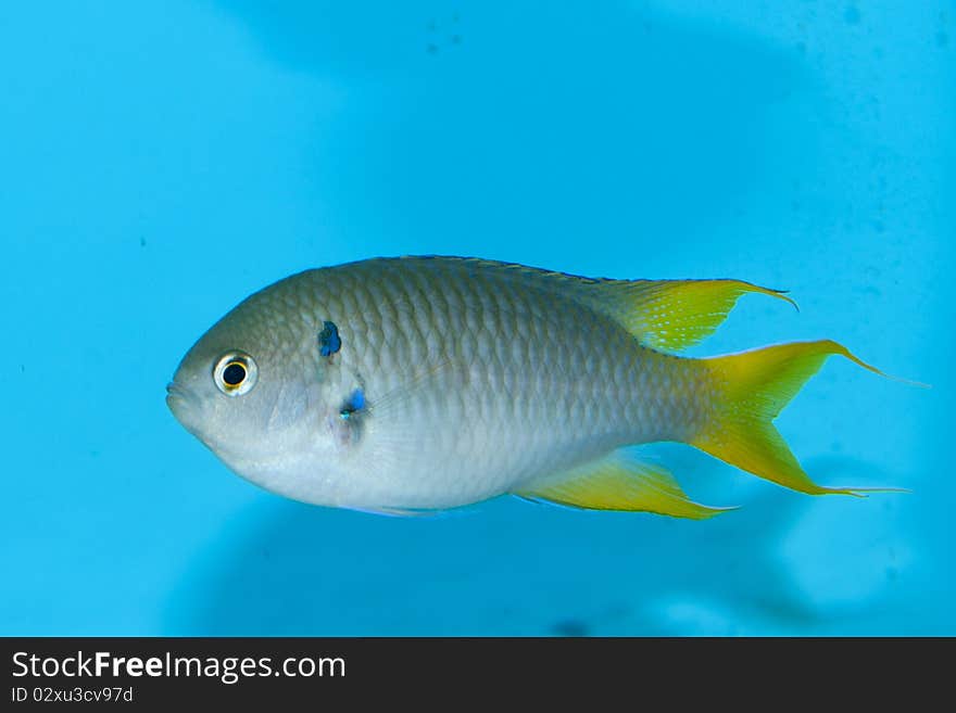 Coral Demoiselle fish in Aquarium