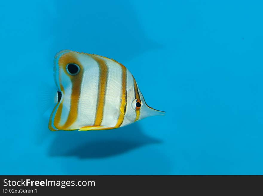 Copperband Butterflyfish