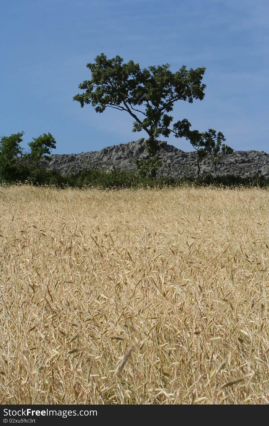 Cereal with tree