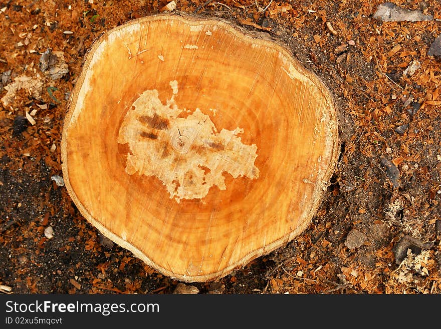 Shots of stump and leaves on autumn. Shots of stump and leaves on autumn