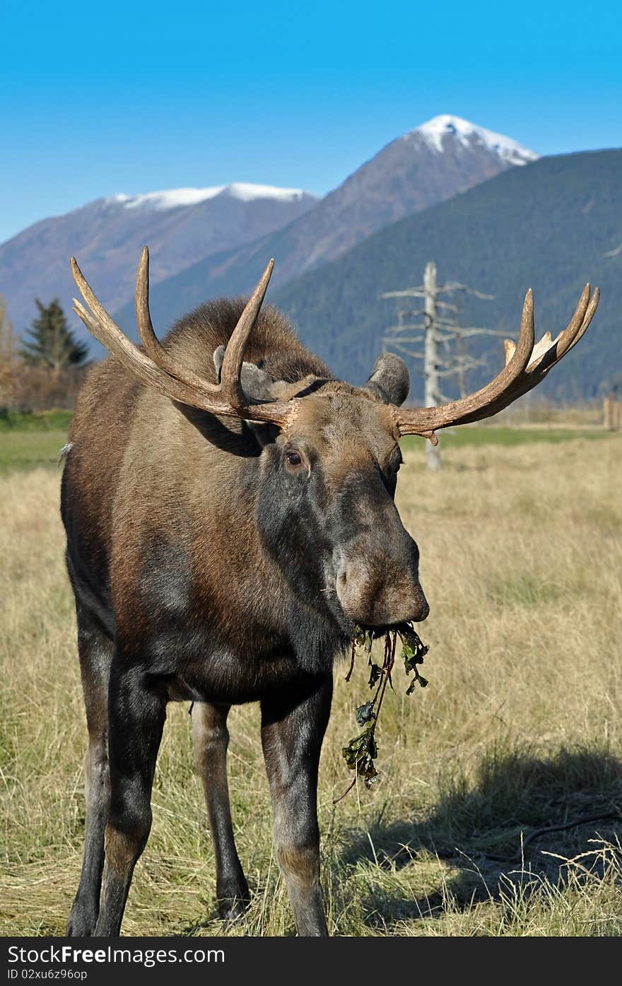 This is a alaskan bull moose eating lunch with mountains in the background