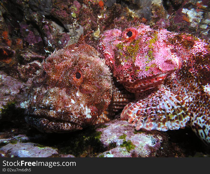 Scorpion Fish