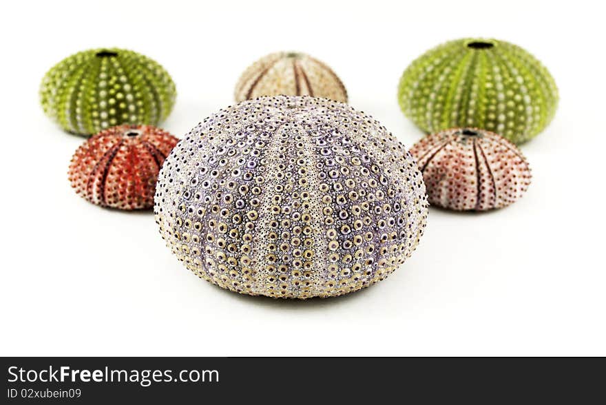 Colorful sea urchins on white