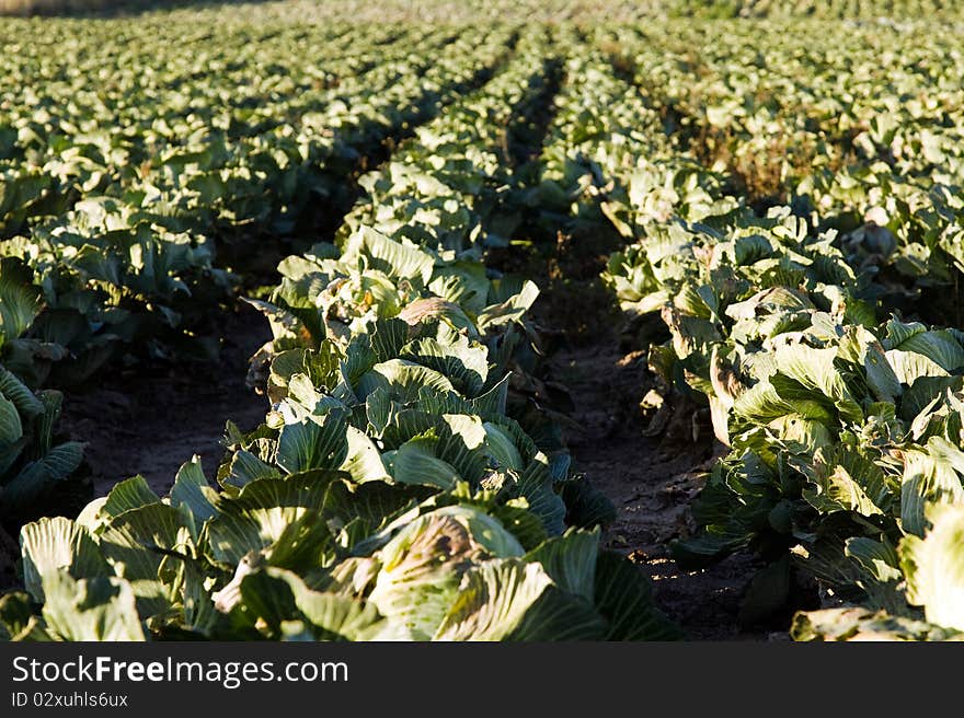 field on which the green cabbage grows