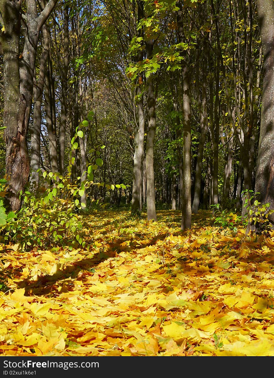 Wonderful autumnal grove