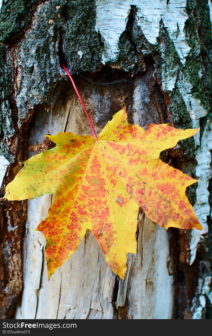 Alone red-yellow maple leaf on the background of a tree trunk. Alone red-yellow maple leaf on the background of a tree trunk.