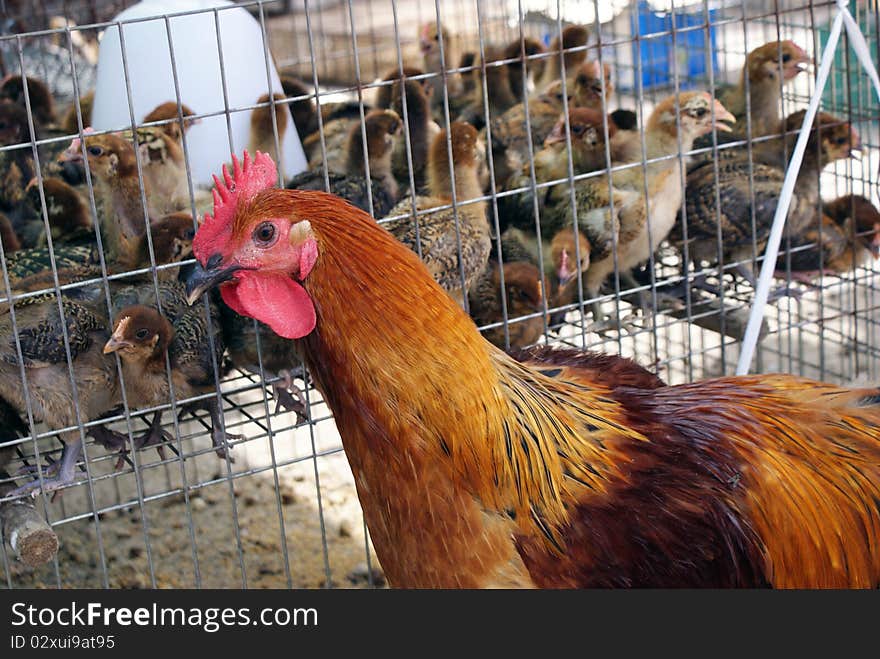 Chicken and quail on the market