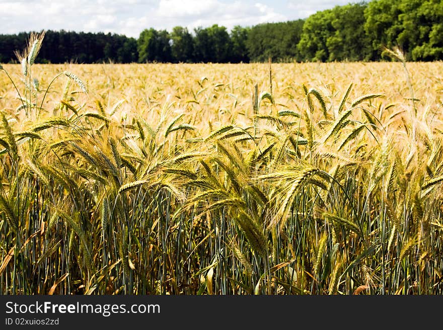 Agricultural field