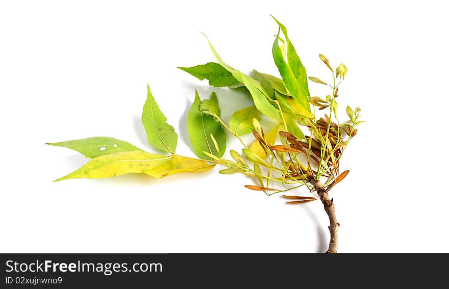 Branch With Seeds