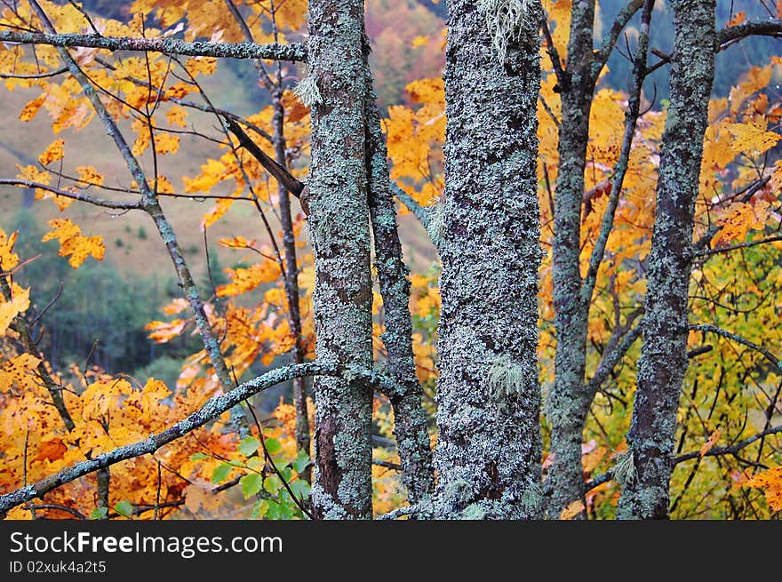 Branch of a beech with autumn damp leaves. Branch of a beech with autumn damp leaves