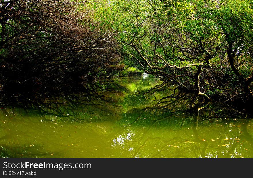 By woods surrounding canal at Taiwan. By woods surrounding canal at Taiwan