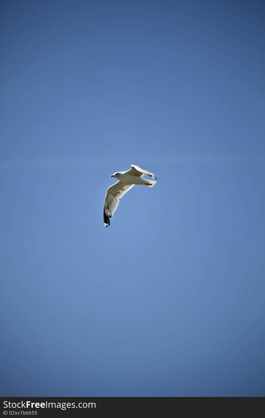 Seagull in the sky with the wings wide open