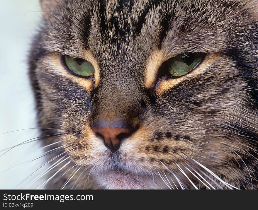 Close up of Tiger Cats' Face. Close up of Tiger Cats' Face