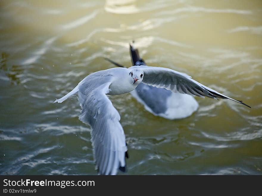 Seagull fishing in the river and flying with the wings wide open