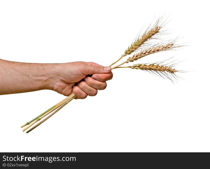 Farmer presenting bunch of wheat