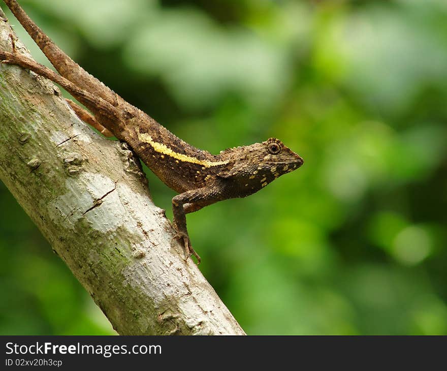 Graceful Manners Lizard