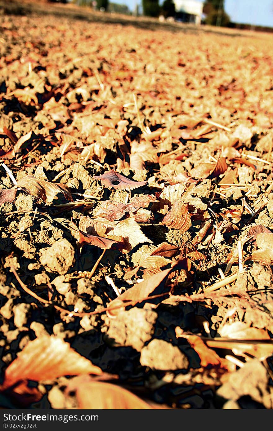 Red leafs on a plowed field. Red leafs on a plowed field.