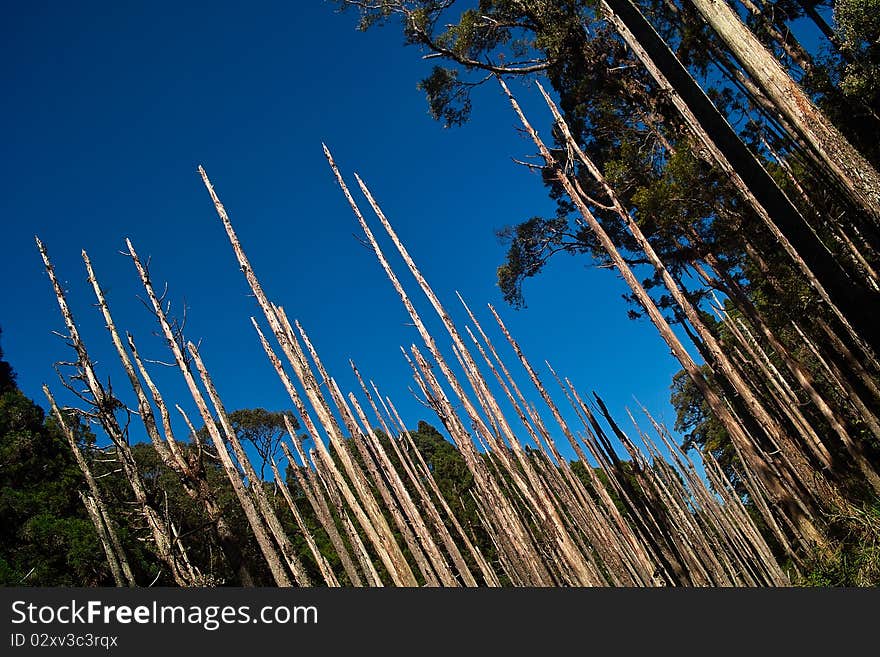 Dead wood forest