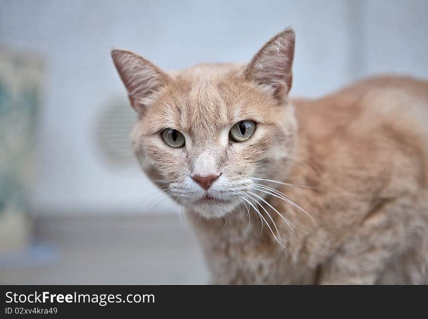 Beatuful red cat looking in camera. Beatuful red cat looking in camera