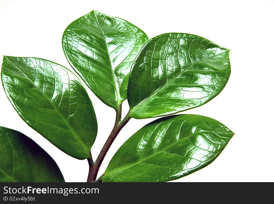 A branch with leaves