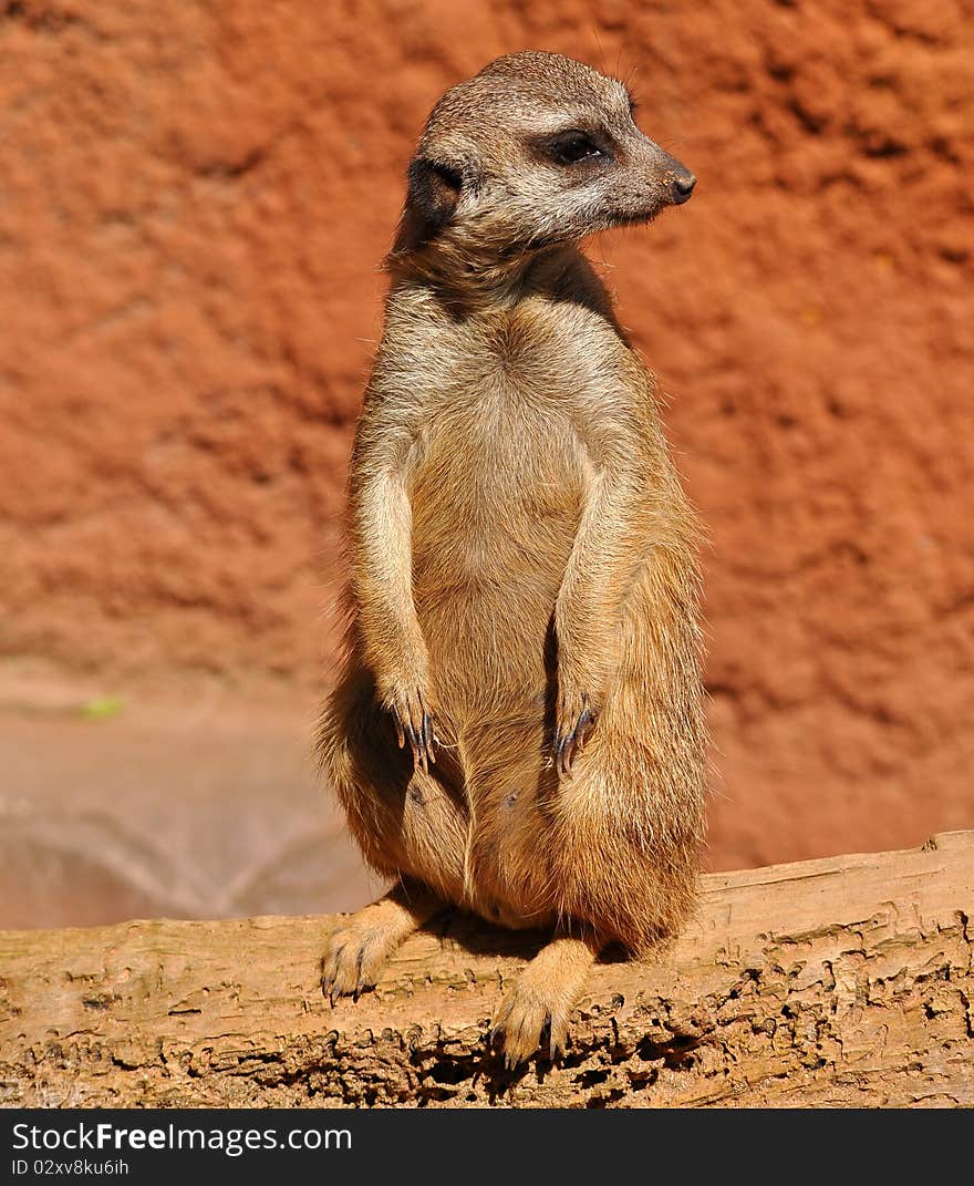 The meerkat or suricate Suricata suricatta, a small mammal, is a member of the mongoose family. The meerkat or suricate Suricata suricatta, a small mammal, is a member of the mongoose family.