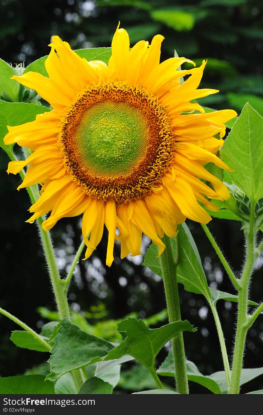 Close up sunflower on tree background