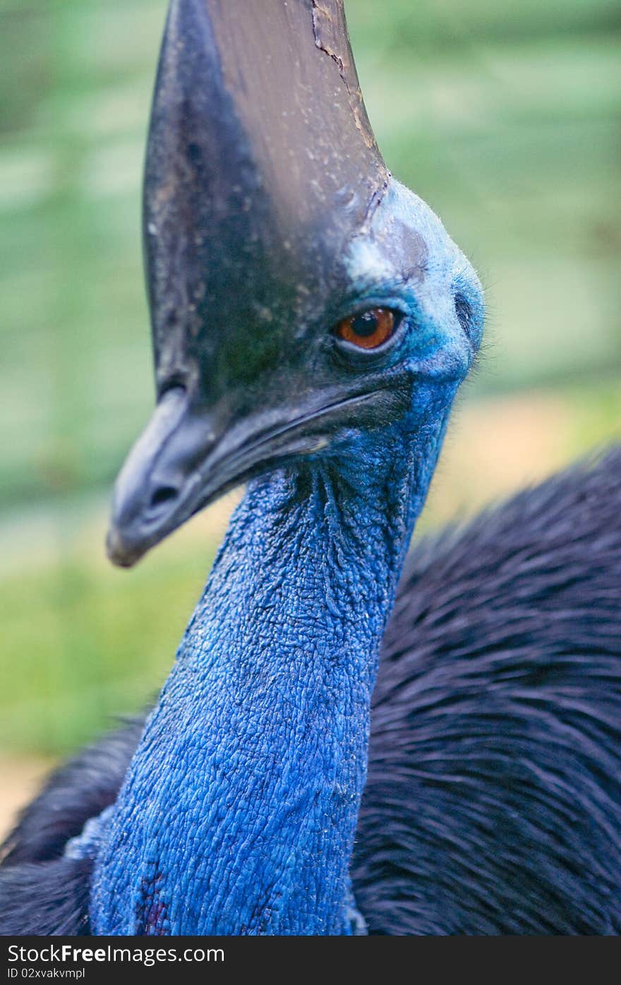 The exotic Cassowary of Indonesia's rain forest