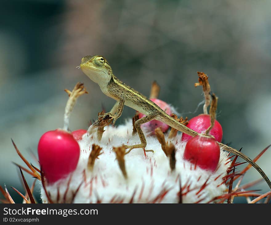 Lizard On Top Of Cactus