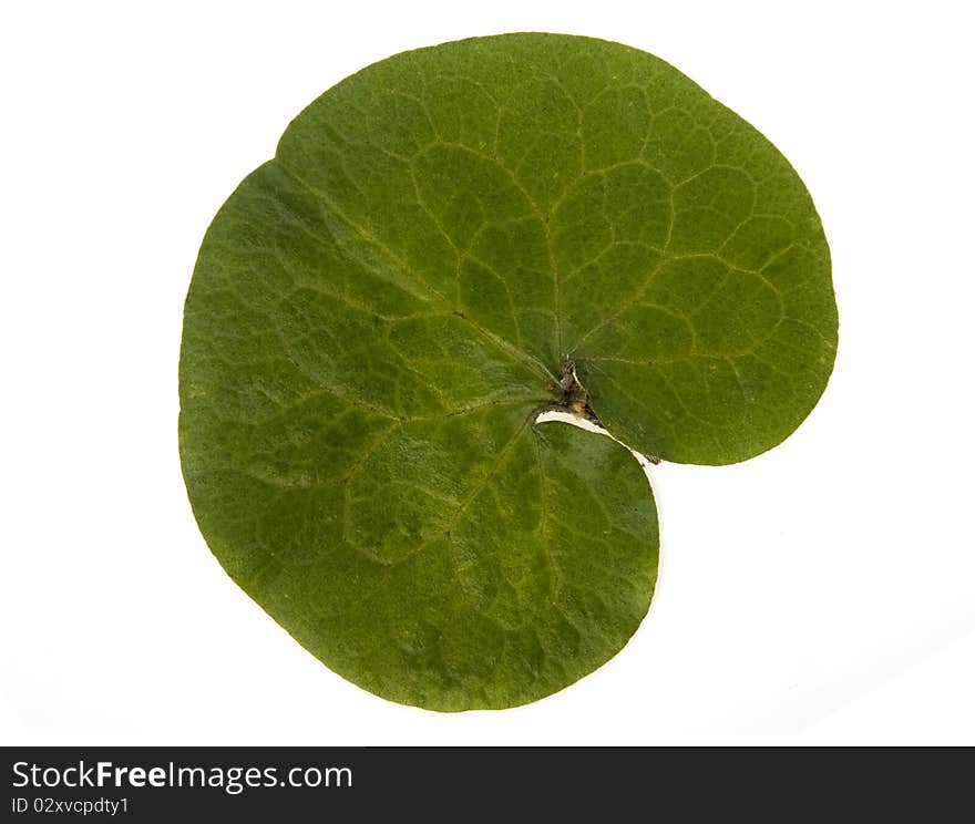 Green leaf on white background