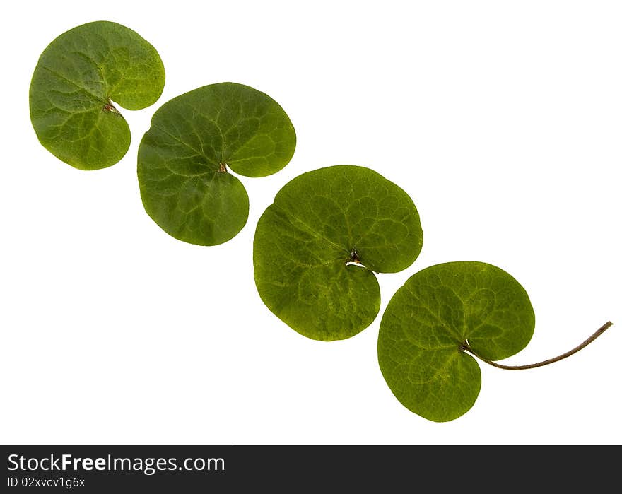 Four green leaves on white. Four green leaves on white