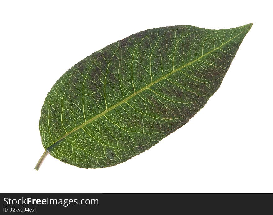 Green leaf on white background