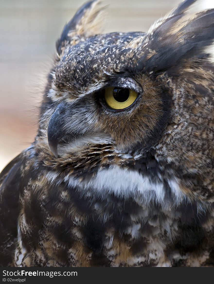 Portrait of a great horned owl