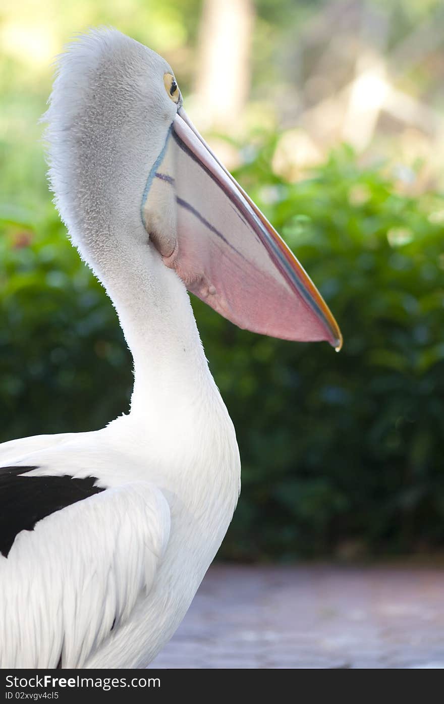 The Pelican of Indonesia's bird park