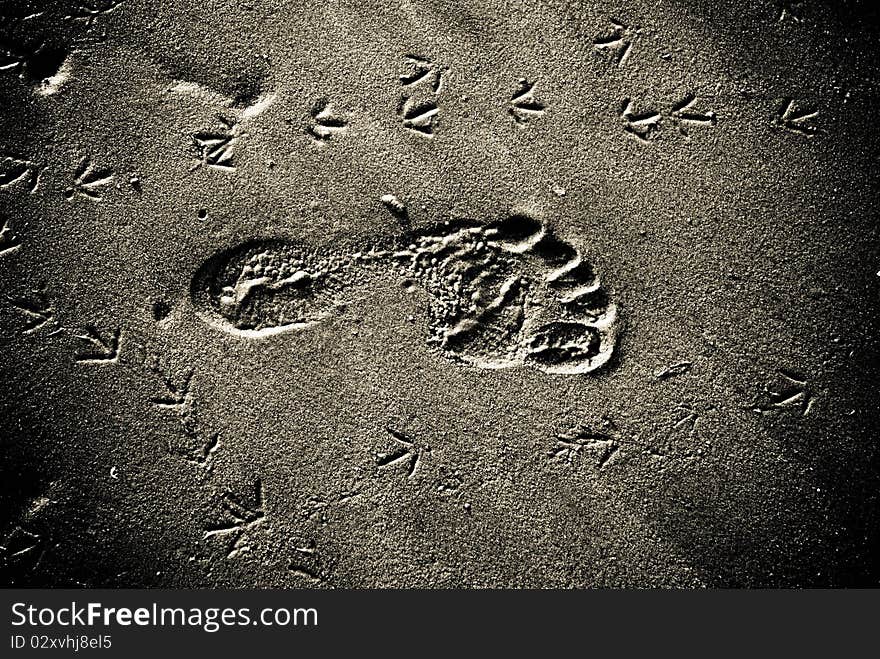 Human trace on sand, and nearby the bird's traces