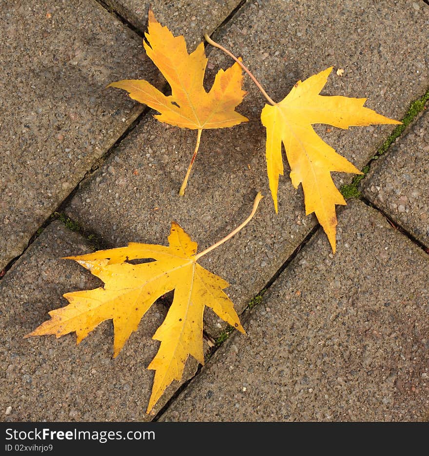 Autumn Leaves On Pavement