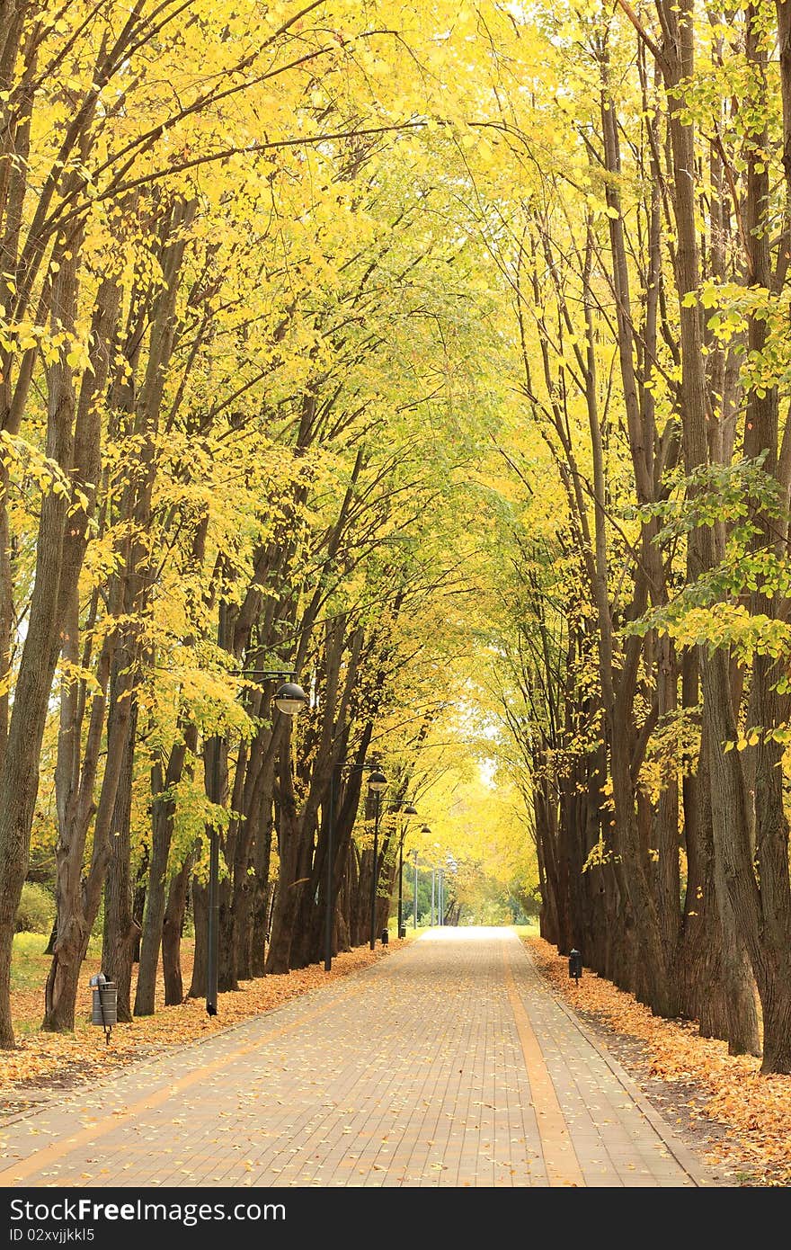 Alley in the park in autumn