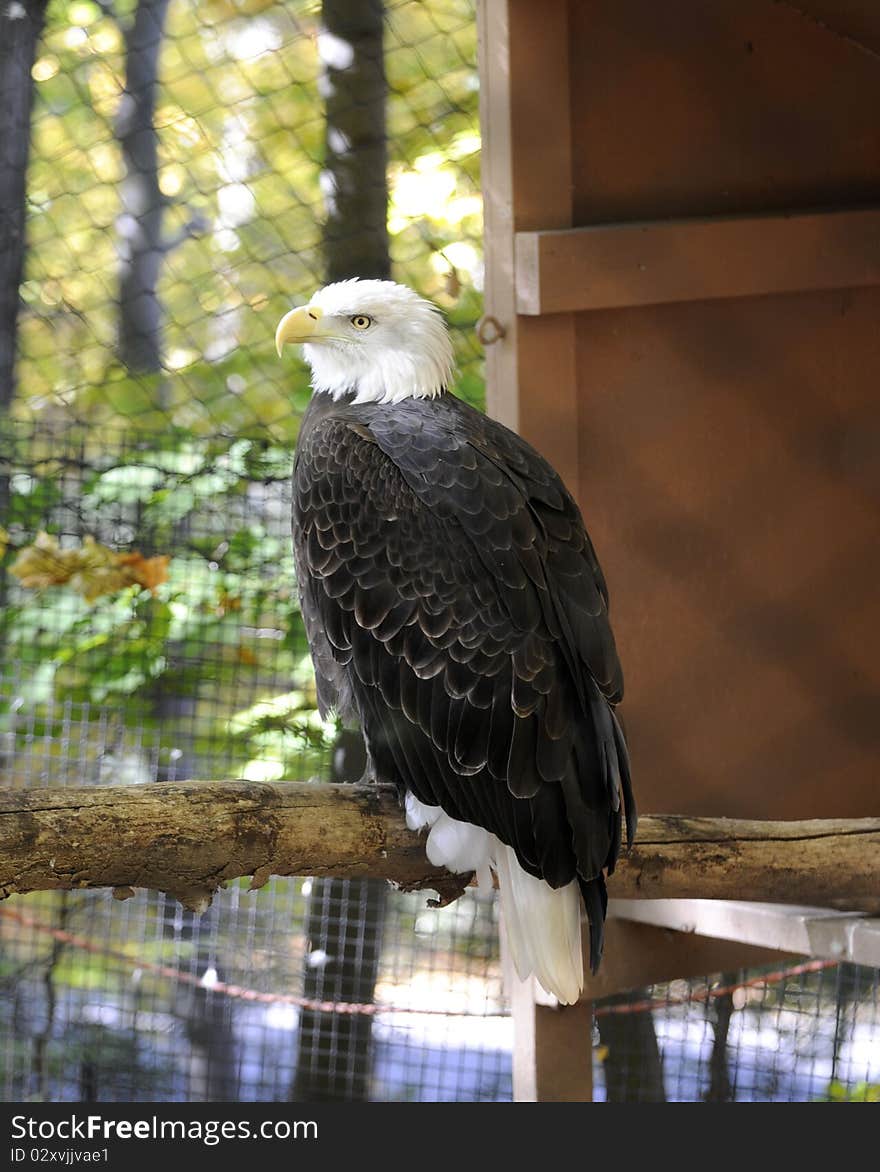 Bald Eagle sits on his perch aware of his surroundings with his keen senses.