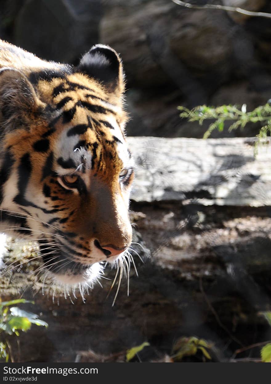 Close up view of a tiger who is looking ahead for his next meal