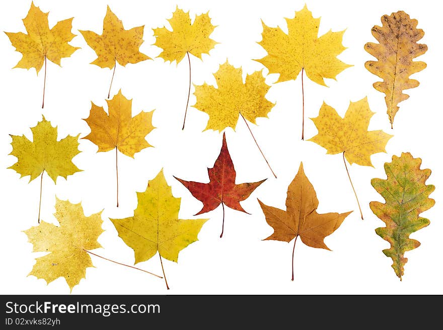 Collection beautiful colorful autumn leaves isolated on white background