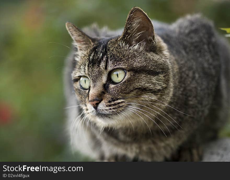 A cat in a park