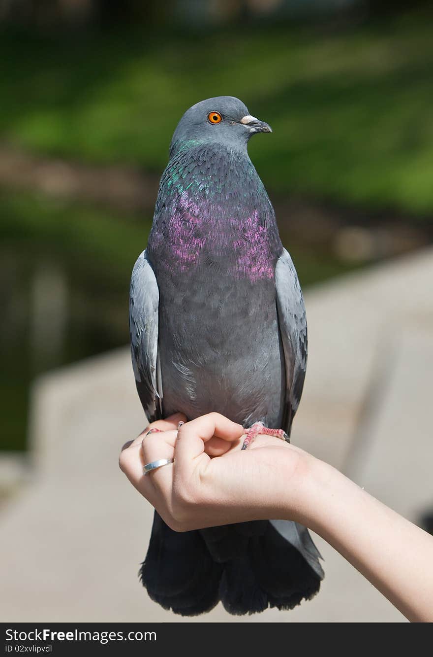 The pigeon sits on a hand of the person